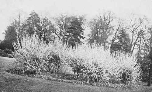 The Golden Bell, Forsythia Suspensa.