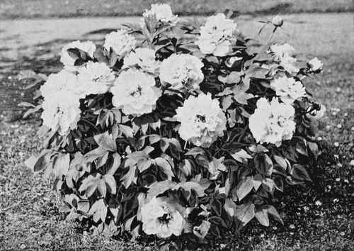 A Good Tree Paeony.