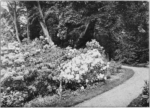 An informal walk, winding, with belts of shrubs.