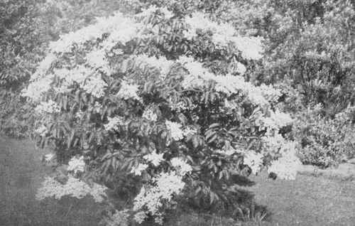 The Japanese Lilac, Syringa Japonica.