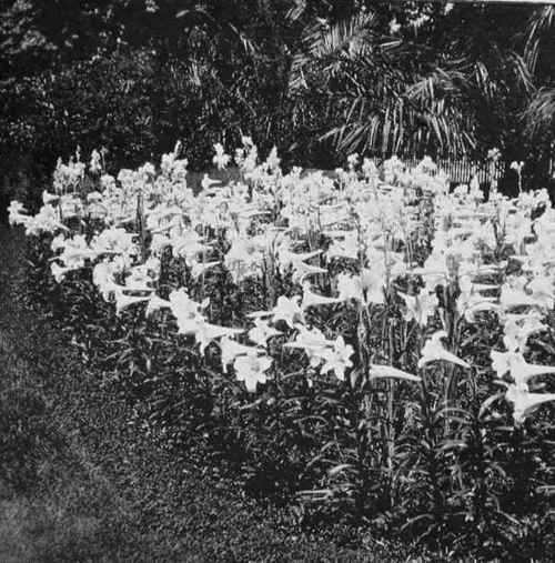 Lilium Longiflorum And Tuberoses In Mixture.
