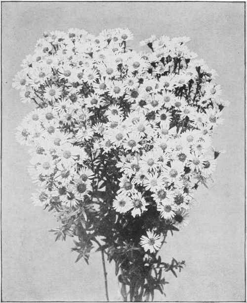 Aster (Michaelmas Daisy) Flora.