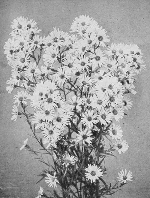 Aster (Michaelmas Daisy) Puniceus.