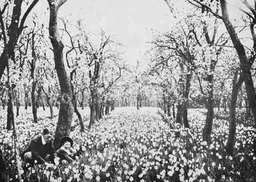 Narcissus Poeticus in an Evesham orchard.