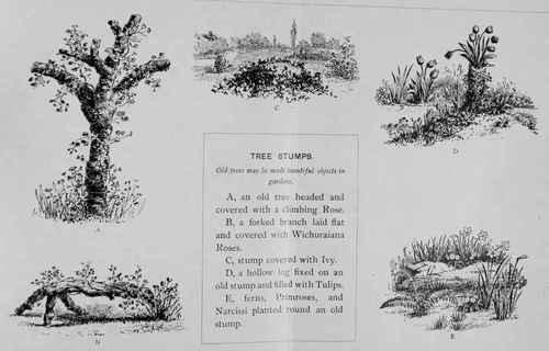 Tree Stumps - Old trees may be made beautiful objects in gardens.