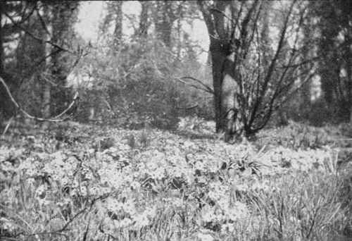 Primroses will be charming in the spring.