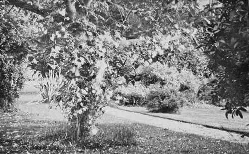 A Rose Over A Path At The Garden House, Saltwood Hytme.