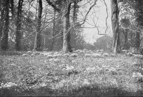 Snowdrops love the grass.