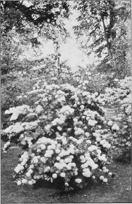 A Splendid Plant Of Viburnum Plicatum At The Garden House, Saltwood, Hythe.