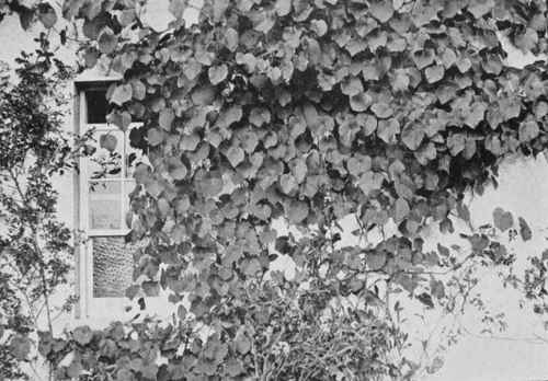 Plant one of the splendid vines, vitis coignetiae.
