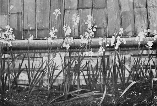 Watsonias in a sheltered outside border at Kew.