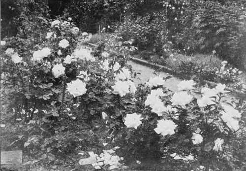 A Clump (two plants only) of the beautiful White Rose Frau Karl Druschki.