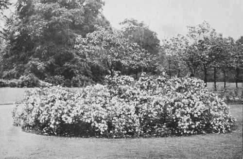 A bed of the Yellow Polyantha Rose Electra.