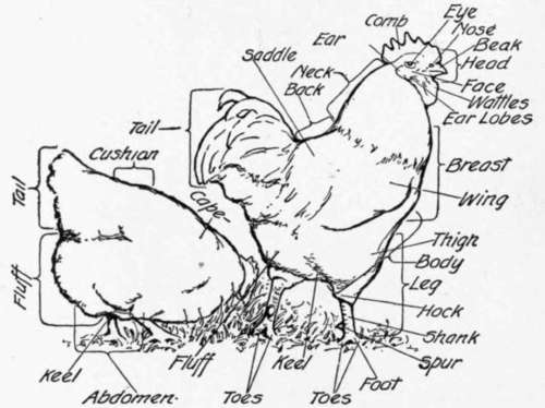 Parts of a fowl