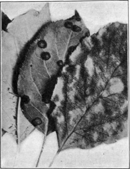 Fig. 1.   Apple scab on leaves; types of infection on upper (left) and lower (right) surfaces.