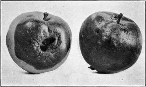 Fig. 10.   Early stages in the development of Black Rot of apple.