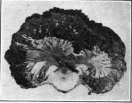 Fig. 103.   Black Knot; cross section of a knotted twig    The enlargement has not completely encircled the twig.