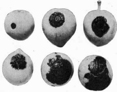 Fig. 107.   Black Spot on plums; developmental stages.
