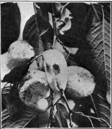 Fig. 109.   Plum   pockets.