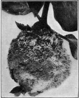 Fig. 114.   Quince rust.