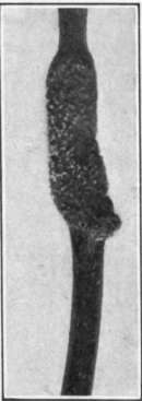 Fig. 115. Rust on quince   twig.