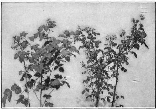 Fig. 118.   Raspberry   yellows; healthy plant on left, diseased on right.