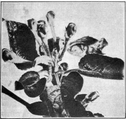 Fig. 125.   Apple blossoms in proper stage for the first application of a fungicide.