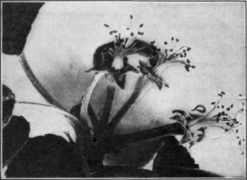 Fig. 126.   Apple blossoms in proper stage for the second application of a fungicide.