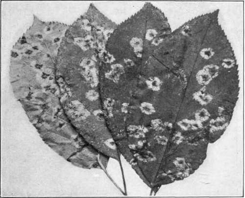 Fig. 17.   Apple rust; on lower surface (on leaf at extreme left), and on