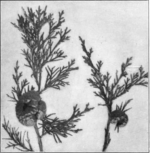 Fig. 18.   Cedar   apples in winter condition.