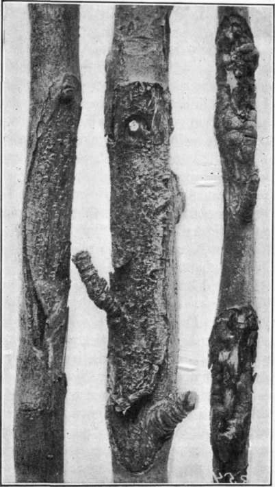 Fig. 23 Northwestern anthracnose cankers