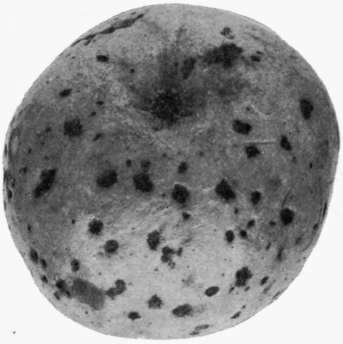 Fig. 24.   Apple Fruit Spot.