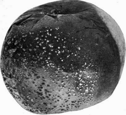 Fig. 25.   Soft rot, or Blue Mold.