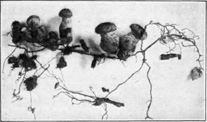 Fig. 27. Armillaria Root Rot fungus; rhizomorphs and young sporophores.