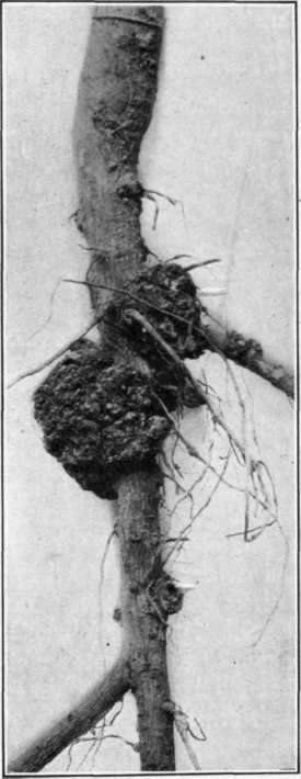 Fig. 30.   Crown Gall on apple roots.