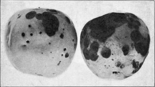 Fig. 35.   Spongy Dry Rot; various stages of development.