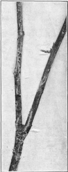 Fig. 36.   Hypochnus Leaf Blight pathogene; sclerotia on apple   twig.