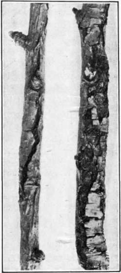 Fig. 39   Rough Bark canker of apple.