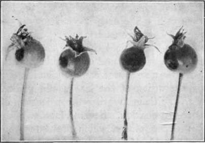 Fig. 4.     Scab on young apples. Lesions on both the fruit and pedicels.