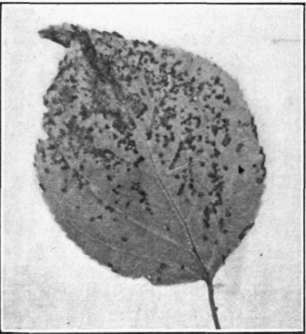 Fig. 44.   Black Spot on apricot leaf.