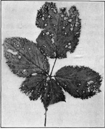 Fig. 46.   Blackberry Leaf Spot.