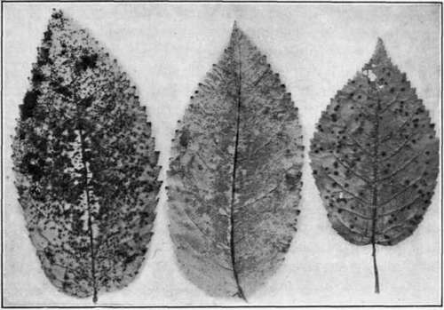 Fig. 48. Leaf Blight (yellow leaf, or Leaf Spot) on sweet cherry: types of lesions on upper and lower surfaces. Center leaf shows whitish masses (spores) of the pathogene.