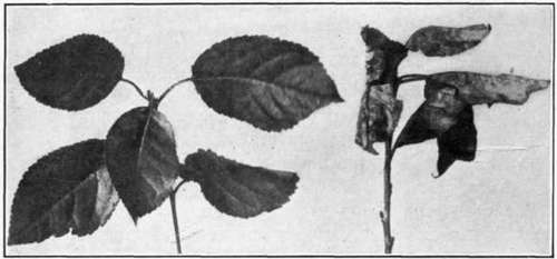 Fig. 49. Powdery Mildew of cherry