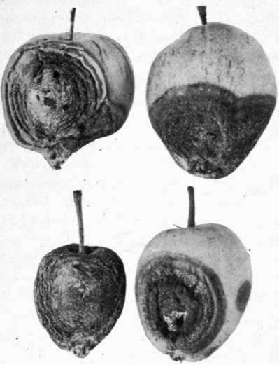 Fig. 5.   Bitter Rot of apples.