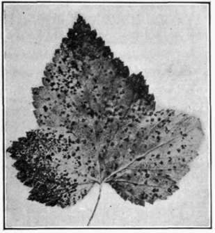 Fig. 53.   Mycosphaerella Leaf Spot on currant.