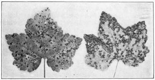 Fig. 54.   Currant anthracnose lesions on leaves.