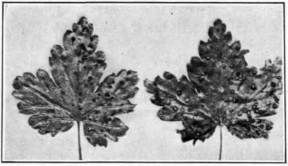Fig. 58.   Gooseberry Leaf Spot.
