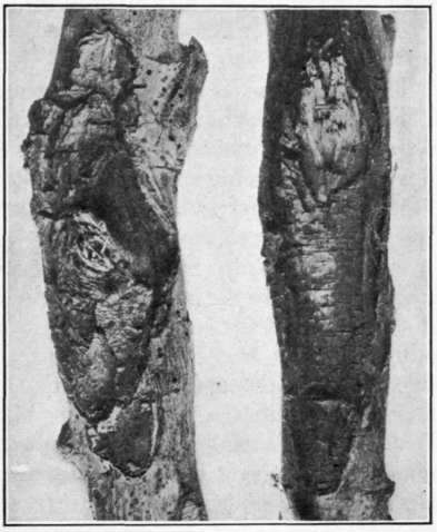Fig. 6.   Bitter Rot cankers.