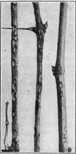 Fig. 64.   Grape anthracnose on Lindley canes.