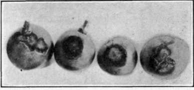 Fig. 65.   Grape anthracnose on berries.